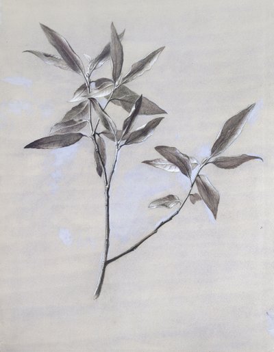 Under-surface of a dried Spray of Olive, gathered at Verona by John Ruskin
